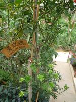 Cameron_Highland_Rosenfarm_P1050135 &ndash; &copy; Daniela Paulan (Eberhardt TRAVEL)