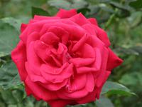 Cameron_Highland_Rosenfarm_IMG_0233 &ndash; &copy; Daniela Paulan (Eberhardt TRAVEL)