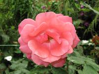 Cameron_Highland_Rosenfarm_IMG_0239 &ndash; &copy; Daniela Paulan (Eberhardt TRAVEL)