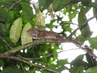 Taman_Negara_Dschungelwanderung_IMG_0129 &ndash; &copy; Daniela Paulan (Eberhardt TRAVEL)