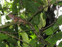 Taman_Negara_Dschungelwanderung_IMG_0131 &ndash; &copy; Daniela Paulan (Eberhardt TRAVEL)