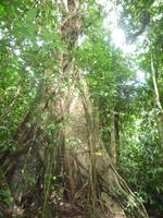 Taman_Negara_Dschungelwanderung_P1050040 &ndash; &copy; Daniela Paulan (Eberhardt TRAVEL)