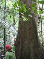 Taman_Negara_Dschungelwanderung_IMG_0137 &ndash; &copy; Daniela Paulan (Eberhardt TRAVEL)