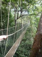 Taman_Negara_Canopy_Walk_P1050058 &ndash; &copy; Daniela Paulan (Eberhardt TRAVEL)