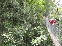 Taman_Negara_Canopy_Walk_IMG_0155 &ndash; &copy; Daniela Paulan (Eberhardt TRAVEL)