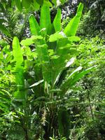 Taman_Negara_Dschungelwanderung_IMG_0160 &ndash; &copy; Daniela Paulan (Eberhardt TRAVEL)