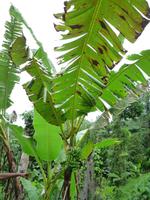 Cameron_Highland_Orang_Asli_Dorf_P1050104 &ndash; &copy; Daniela Paulan (Eberhardt TRAVEL)