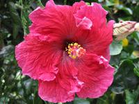 Cameron_Highland_Rosenfarm_IMG_0248 &ndash; &copy; Daniela Paulan (Eberhardt TRAVEL)