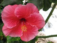 Cameron_Highland_Rosenfarm_IMG_0251 &ndash; &copy; Daniela Paulan (Eberhardt TRAVEL)