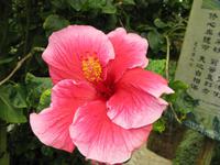 Cameron_Highland_Rosenfarm_IMG_0257 &ndash; &copy; Daniela Paulan (Eberhardt TRAVEL)