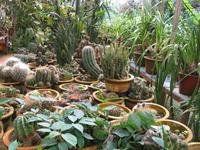 Cameron_Highland_Rosenfarm_IMG_0261 &ndash; &copy; Daniela Paulan (Eberhardt TRAVEL)