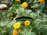 Cameron_Highland_Schmetterling_und_Reptilienfarm_P1050141 &ndash; &copy; Daniela Paulan (Eberhardt TRAVEL)
