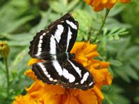 Cameron_Highland_Schmetterling_und_Reptilienfarm_IMG_0270 &ndash; &copy; Daniela Paulan (Eberhardt TRAVEL)