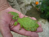 Cameron_Highland_Schmetterling_und_Reptilienfarm_P1050167 &ndash; &copy; Daniela Paulan (Eberhardt TRAVEL)