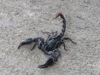 Cameron_Highland_Schmetterling_und_Reptilienfarm_IMG_0279 &ndash; &copy; Daniela Paulan (Eberhardt TRAVEL)