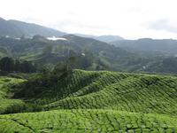 Cameron_Highland_Teeplantage_IMG_0287 &ndash; &copy; Daniela Paulan (Eberhardt TRAVEL)