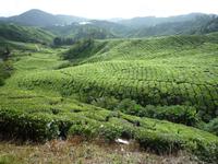 Cameron_Highland_Teeplantage_P1050227 &ndash; &copy; Daniela Paulan (Eberhardt TRAVEL)