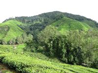 Cameron_Highland_Teeplantage_IMG_0288 &ndash; &copy; Daniela Paulan (Eberhardt TRAVEL)