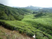 Cameron_Highland_Teeplantage_P1050229 &ndash; &copy; Daniela Paulan (Eberhardt TRAVEL)