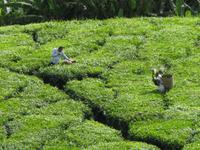 Cameron_Highland_Teeplantage_IMG_0290 &ndash; &copy; Daniela Paulan (Eberhardt TRAVEL)