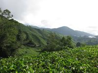 Cameron_Highland_Teeplantage_IMG_0301 &ndash; &copy; Daniela Paulan (Eberhardt TRAVEL)