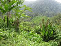Cameron_Highland_Besuch_bei_Orang_Aslis_IMG_0332 &ndash; &copy; Daniela Paulan (Eberhardt TRAVEL)
