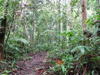 Batang_Ai_Dschungelwanderung_IMG_0524 &ndash; &copy; Daniela Paulan (Eberhardt TRAVEL)