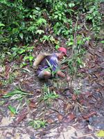 Batang_Ai_Dschungelwanderung_IMG_0529 &ndash; &copy; Daniela Paulan (Eberhardt TRAVEL)