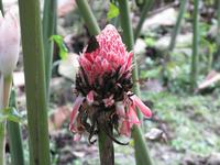 Kota_Kinabalo_Poring_Springs_IMG_0674 &ndash; &copy; Daniela Paulan (Eberhardt TRAVEL)
