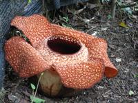 Kota_Kinabalo_Raflesia_IMG_0702 &ndash; &copy; Daniela Paulan (Eberhardt TRAVEL)
