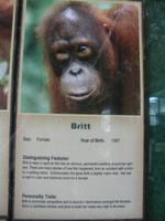 Sandakan_Orang_Utan_Rehabilitationszentrum_IMG_0719 &ndash; &copy; Daniela Paulan (Eberhardt TRAVEL)