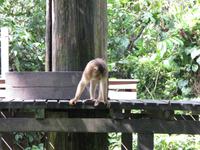 Sandakan_Orang_Utan_Rehabilitationszentrum_IMG_0721 &ndash; &copy; Daniela Paulan (Eberhardt TRAVEL)