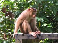 Sandakan_Orang_Utan_Rehabilitationszentrum_IMG_0724 &ndash; &copy; Daniela Paulan (Eberhardt TRAVEL)