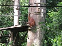 Sandakan_Orang_Utan_Rehabilitationszentrum_IMG_0730 &ndash; &copy; Daniela Paulan (Eberhardt TRAVEL)