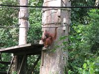 Sandakan_Orang_Utan_Rehabilitationszentrum_IMG_0731 &ndash; &copy; Daniela Paulan (Eberhardt TRAVEL)