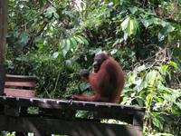 Sandakan_Orang_Utan_Rehabilitationszentrum_IMG_0739 &ndash; &copy; Daniela Paulan (Eberhardt TRAVEL)