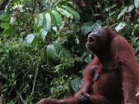 Sandakan_Orang_Utan_Rehabilitationszentrum_IMG_0742 &ndash; &copy; Daniela Paulan (Eberhardt TRAVEL)