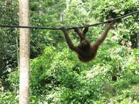 Sandakan_Orang_Utan_Rehabilitationszentrum_IMG_0750 &ndash; &copy; Daniela Paulan (Eberhardt TRAVEL)