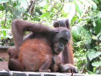 Sandakan_Orang_Utan_Rehabilitationszentrum_IMG_0760 &ndash; &copy; Daniela Paulan (Eberhardt TRAVEL)