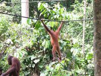 Sandakan_Orang_Utan_Rehabilitationszentrum_IMG_0762 &ndash; &copy; Daniela Paulan (Eberhardt TRAVEL)