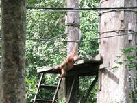 Sandakan_Orang_Utan_Rehabilitationszentrum_IMG_0763 &ndash; &copy; Daniela Paulan (Eberhardt TRAVEL)