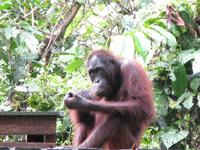 Sandakan_Orang_Utan_Rehabilitationszentrum_IMG_0768 &ndash; &copy; Daniela Paulan (Eberhardt TRAVEL)