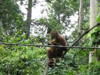 Sandakan_Orang_Utan_Rehabilitationszentrum_IMG_0774 &ndash; &copy; Daniela Paulan (Eberhardt TRAVEL)