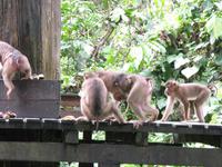 Sandakan_Orang_Utan_Rehabilitationszentrum_IMG_0783 &ndash; &copy; Daniela Paulan (Eberhardt TRAVEL)