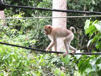 Sandakan_Orang_Utan_Rehabilitationszentrum_IMG_0784 &ndash; &copy; Daniela Paulan (Eberhardt TRAVEL)