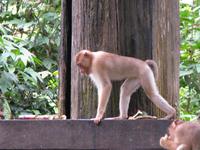 Sandakan_Orang_Utan_Rehabilitationszentrum_IMG_0787 &ndash; &copy; Daniela Paulan (Eberhardt TRAVEL)