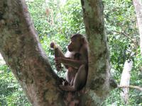 Sandakan_Orang_Utan_Rehabilitationszentrum_IMG_0788 &ndash; &copy; Daniela Paulan (Eberhardt TRAVEL)