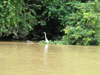 Sandakan_Kinabatangan_Riverside_Lodge_IMG_0821 &ndash; &copy; Daniela Paulan (Eberhardt TRAVEL)