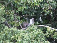 Sandakan_Tierentdeckung_IMG_0845 &ndash; &copy; Daniela Paulan (Eberhardt TRAVEL)
