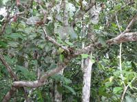 Sandakan_Tierentdeckung_IMG_0847 &ndash; &copy; Daniela Paulan (Eberhardt TRAVEL)